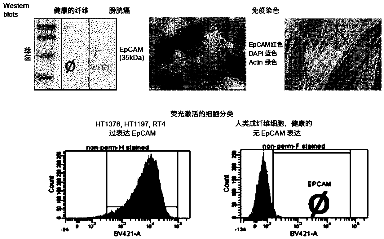 Bladder cancer detection device and method