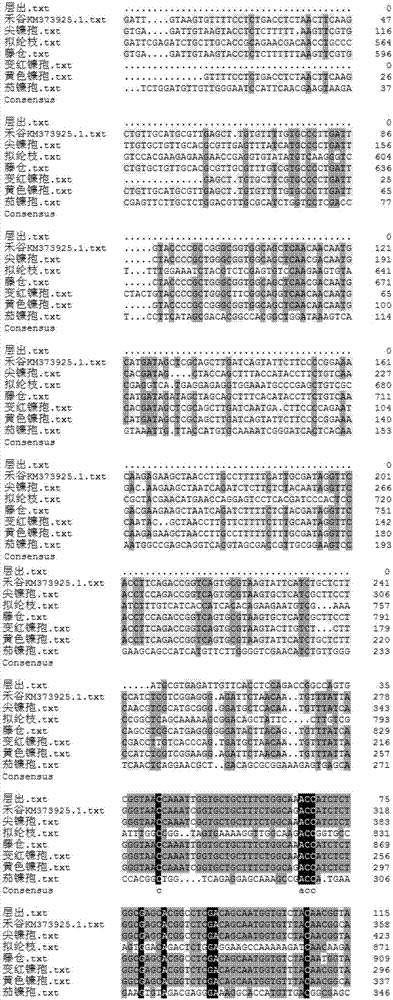 Specific PCR amplification primers and specific PCR detection system of fusarium graminearum and applications