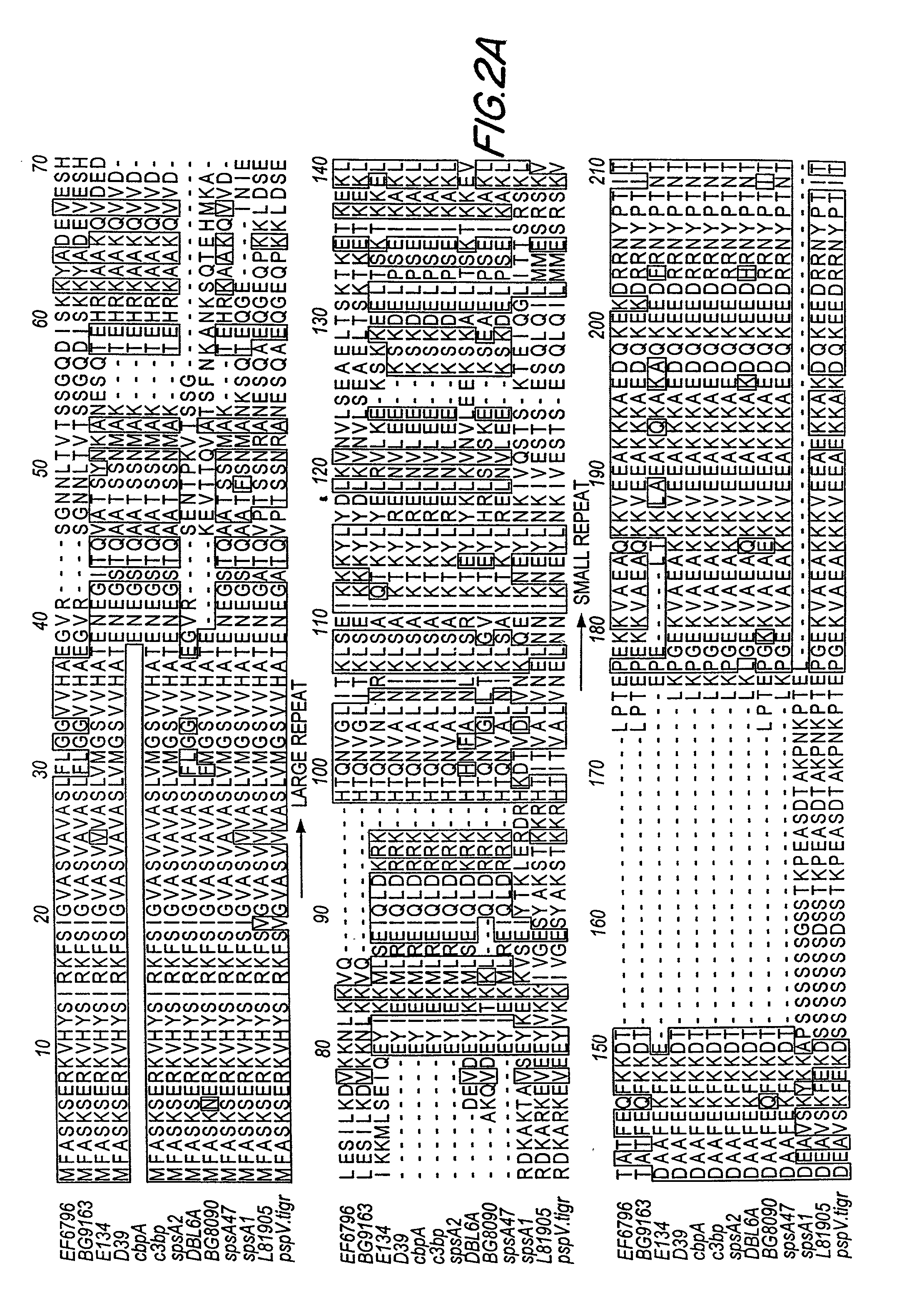 Pneumococcal surface protein C (PspC), epitopic regions and strain selection thereof, and uses therefor