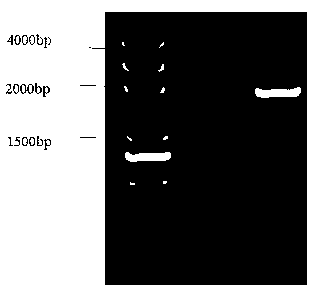 Method for preparing carp small peptide transporter protein PepT1 rabbit antiserum