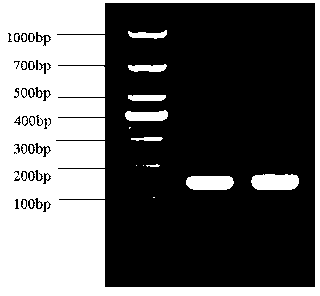 Method for preparing carp small peptide transporter protein PepT1 rabbit antiserum