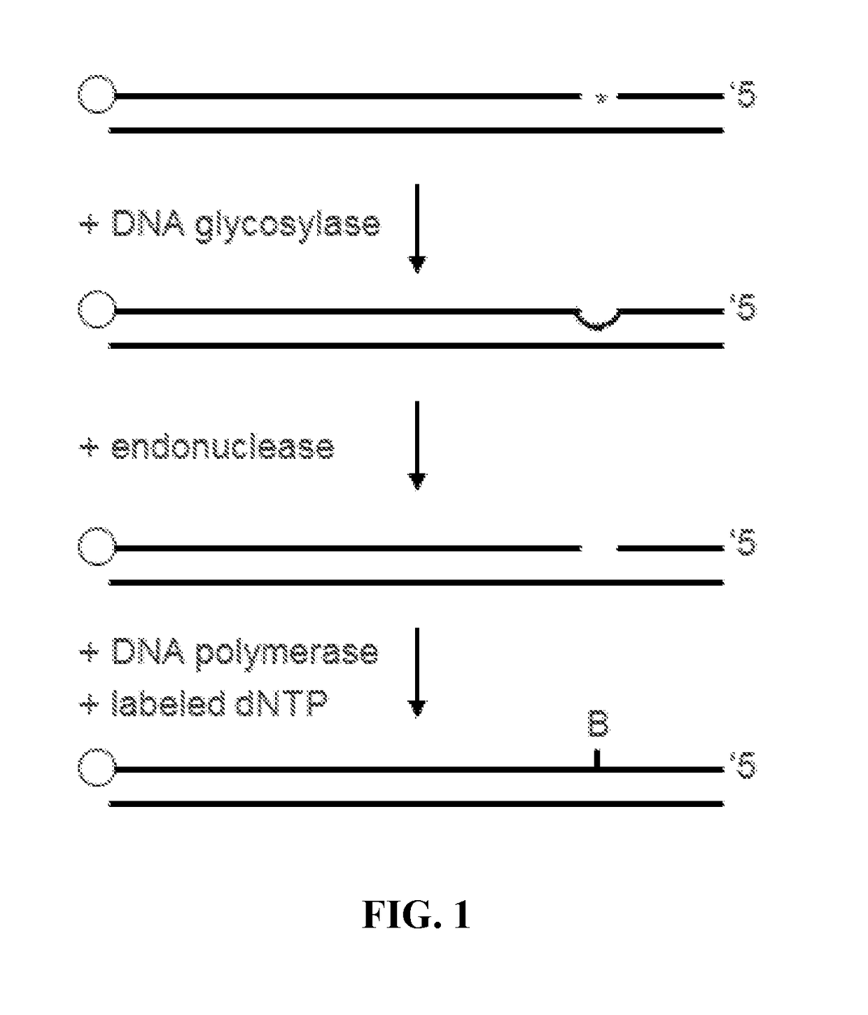 Identification of genetic modifications