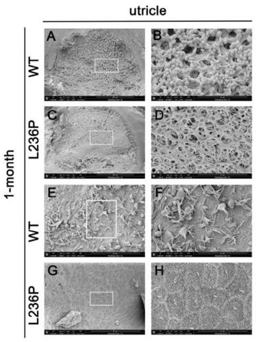 Method for building Slc26a4 gene L236P mutation mouse model