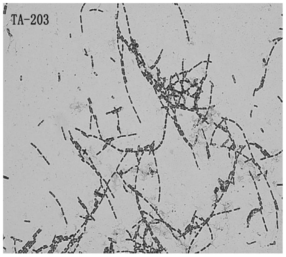 A protease-producing, siderophore-producing bacillus mycoides and application thereof