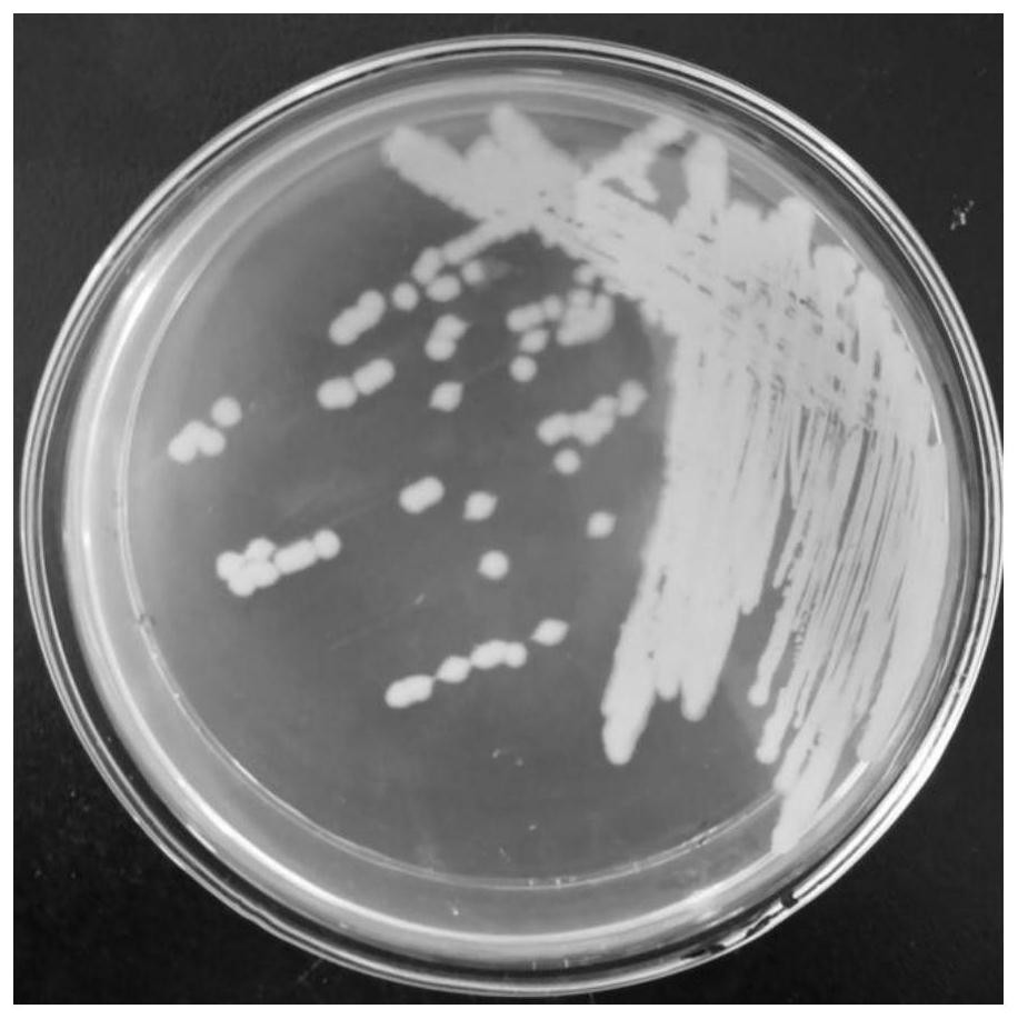 A protease-producing, siderophore-producing bacillus mycoides and application thereof