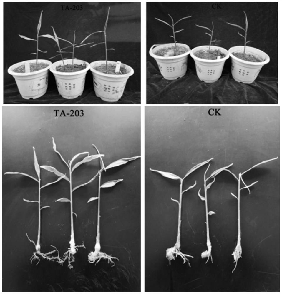 A protease-producing, siderophore-producing bacillus mycoides and application thereof