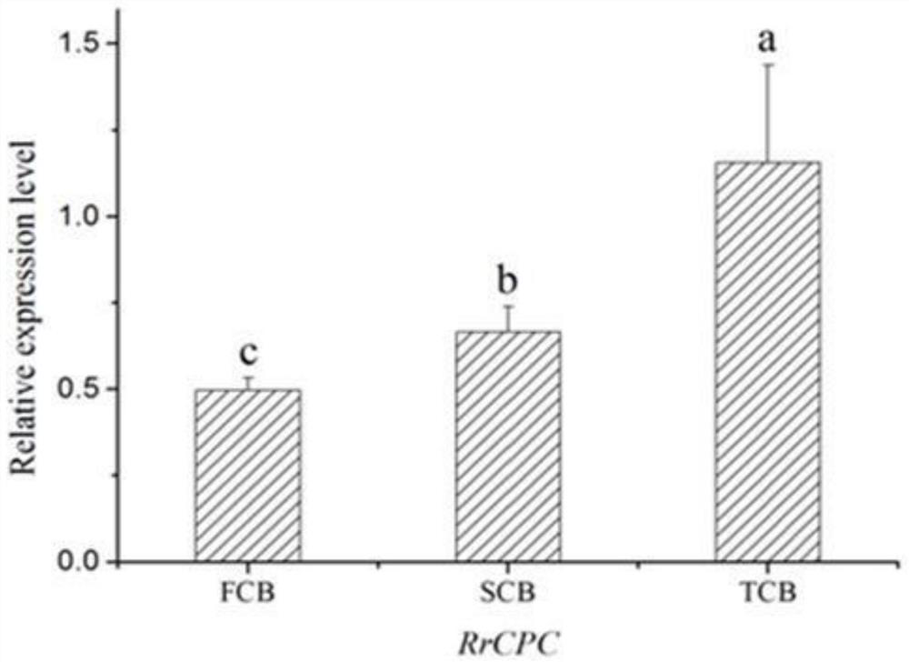 Rose skin thorn regulation gene RrCPC and application thereof