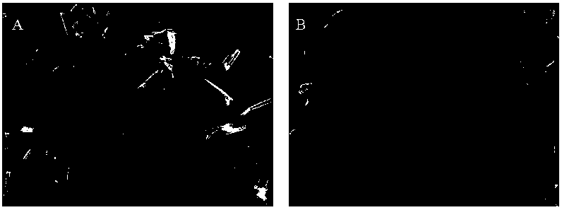 Preparation method for corncob-shaped polyaniline-supported halloysite nanotube modified polypropylene