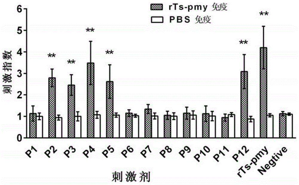 H-2d restricted Th epitope P2 of trichina paramyosin, its composition and application thereof