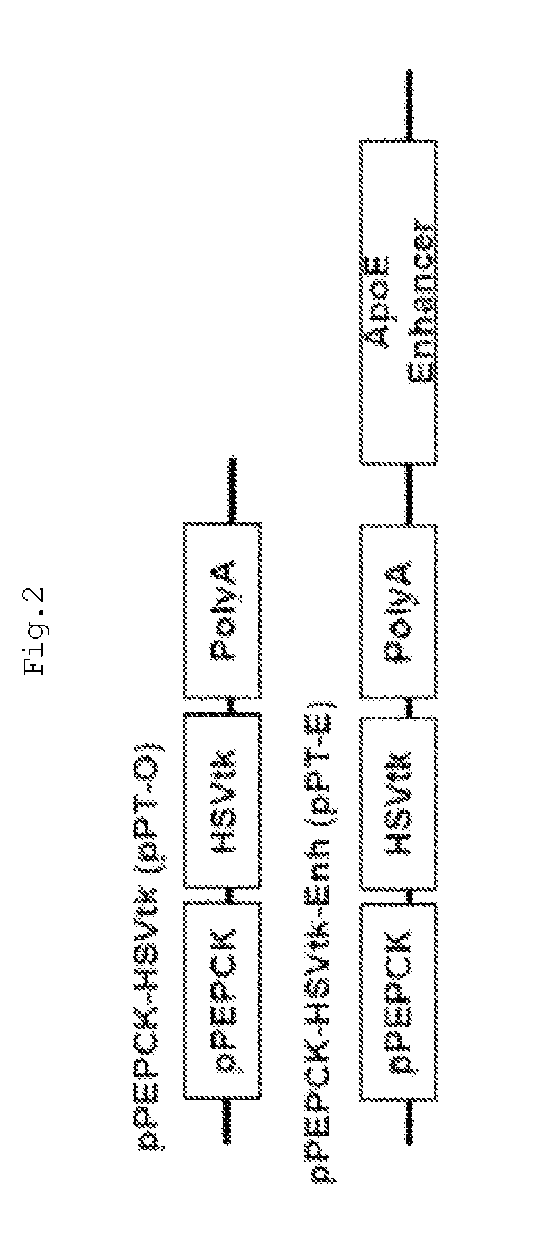 Recombinant adenovirus with increased safety and anticancer activities, and use thereof