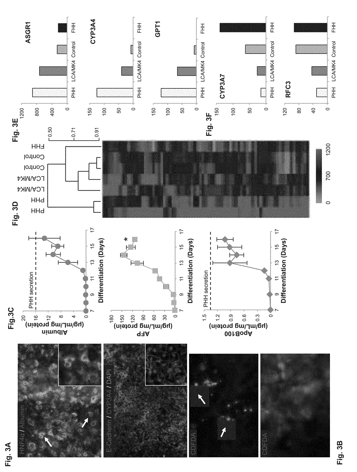 Methods of inducing metabolic maturation of human pluripotent stem cells-derived hepatocytes
