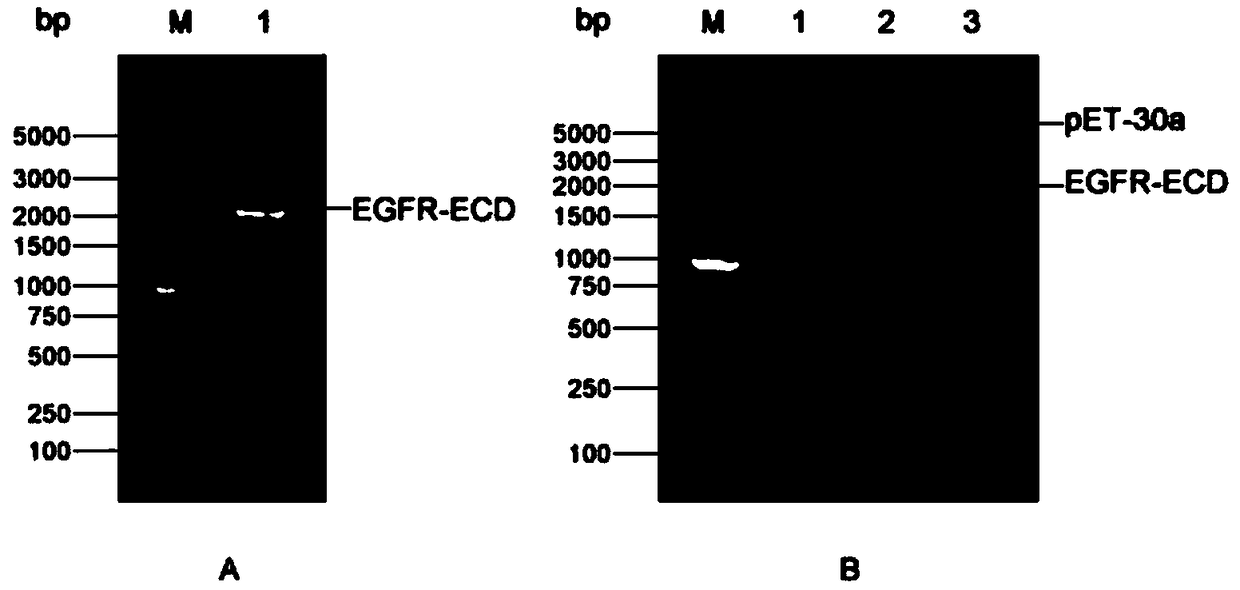 Polypeptide for restraining EGF induced tumor cell proliferation through targeted EGFR