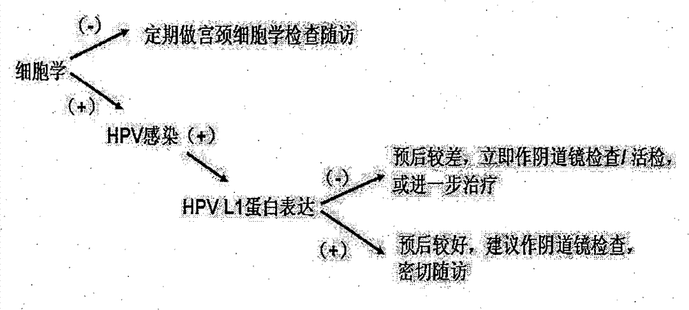 Human papilloma virus (HPV) capsid protein L1 polypeptide and preparation and application thereof