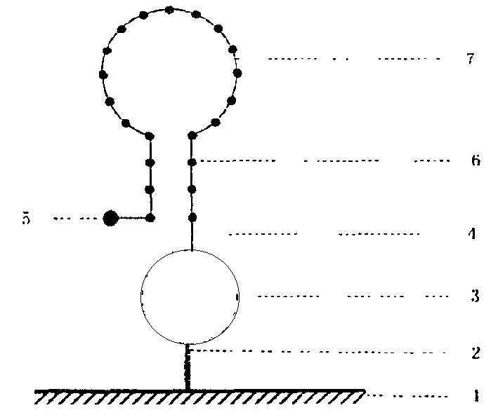 Solid phase nucleic acid detection probe and preparing method thereof