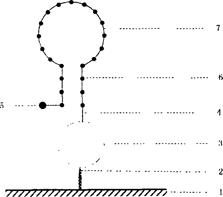 Solid phase nucleic acid detection probe and preparing method thereof