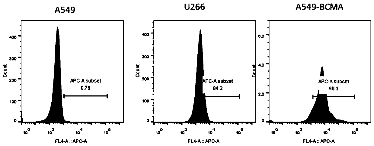 Chimeric antigen acceptor of target BCMA (B cell maturation antigen) and application of chimeric antigen acceptor