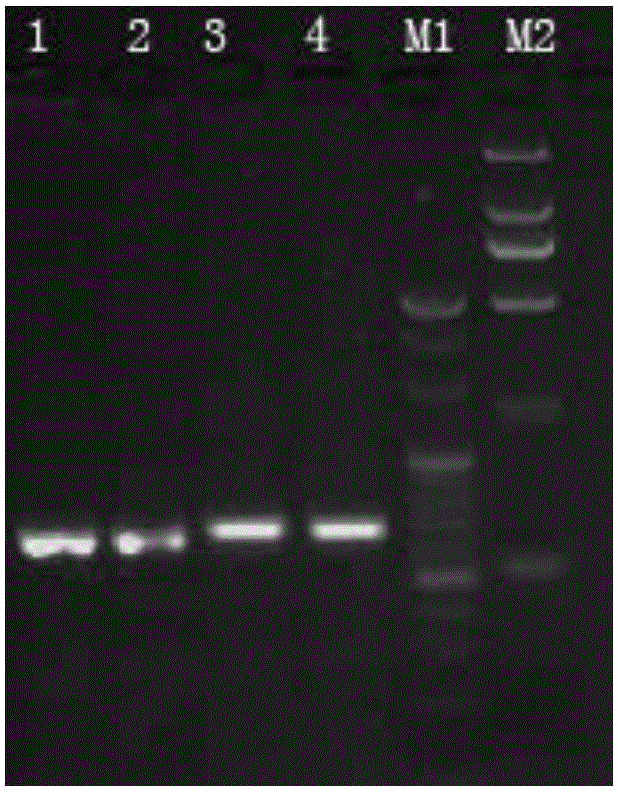 Functional marker for paddy thermo-sensitive male sterile gene tms 5 and application of functional marker