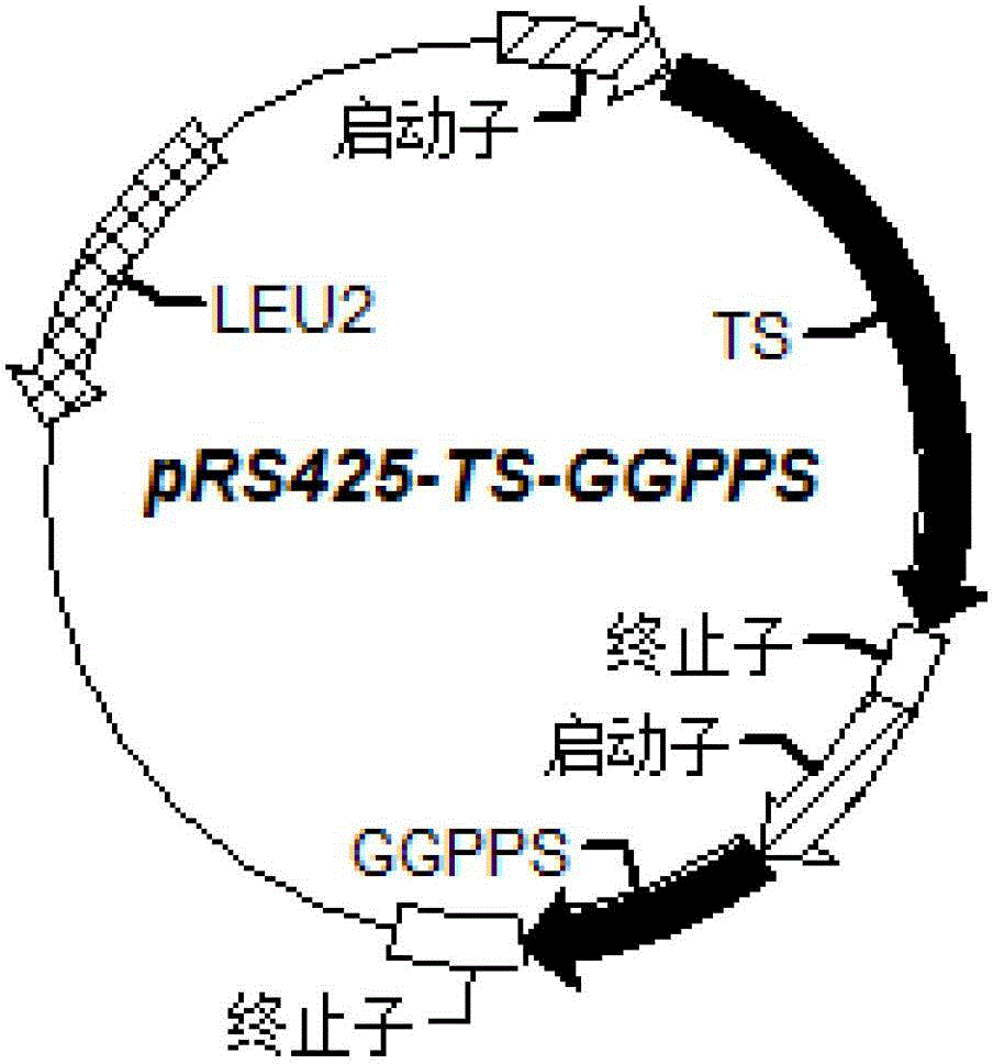 Microzyme for producing taxadiene and construction method thereof