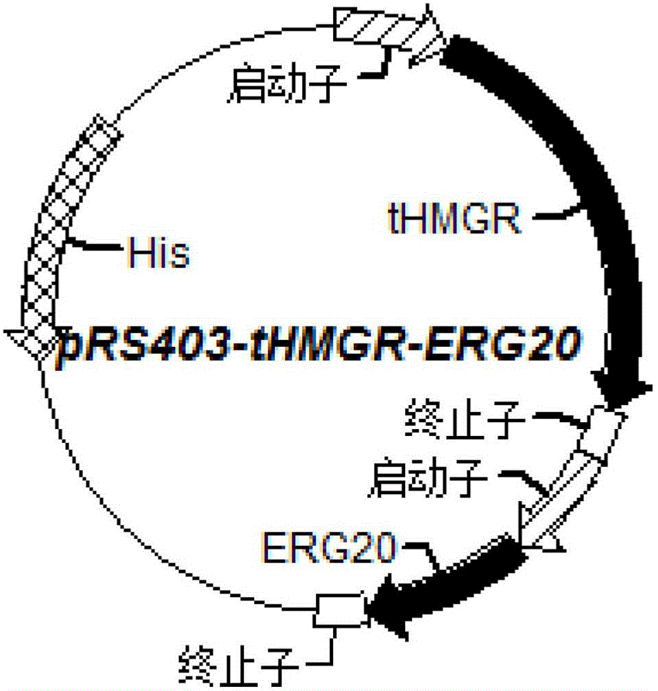 Microzyme for producing taxadiene and construction method thereof