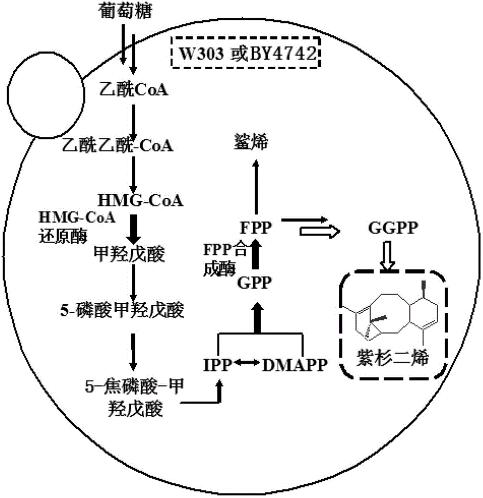 Microzyme for producing taxadiene and construction method thereof