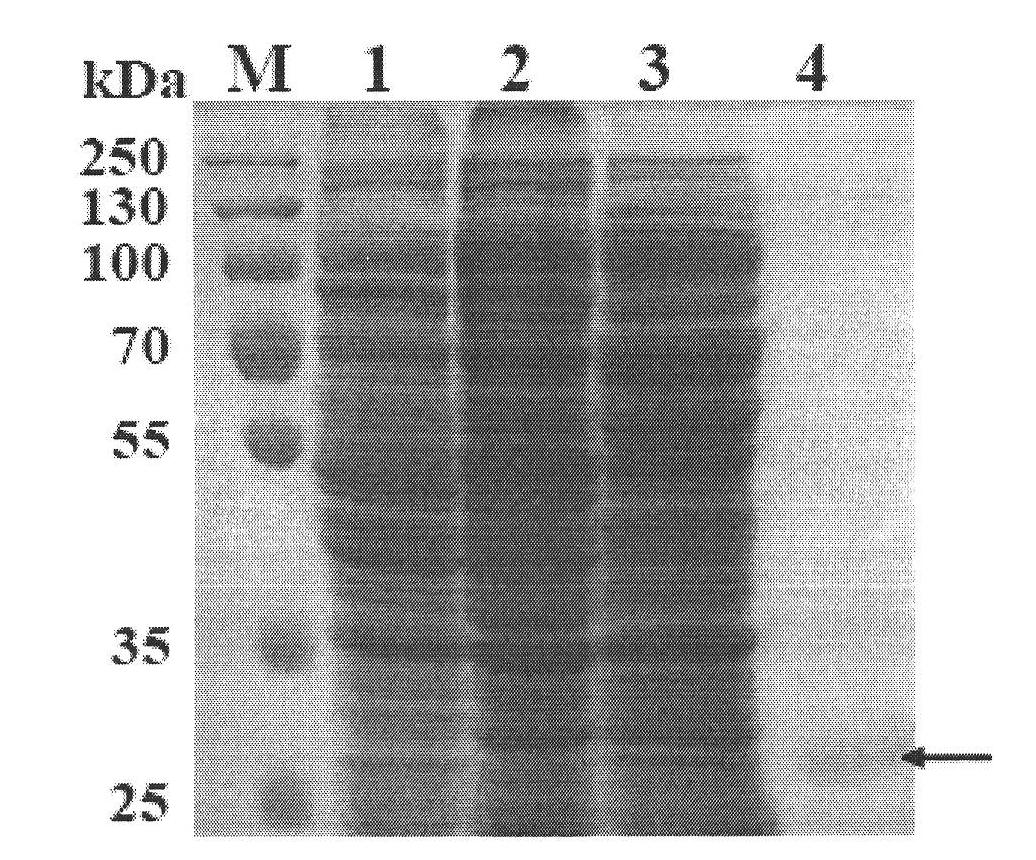 Heat resistant N-acyl-homoserine lactonase AiiA-AI96 as well as coding gene and application thereof