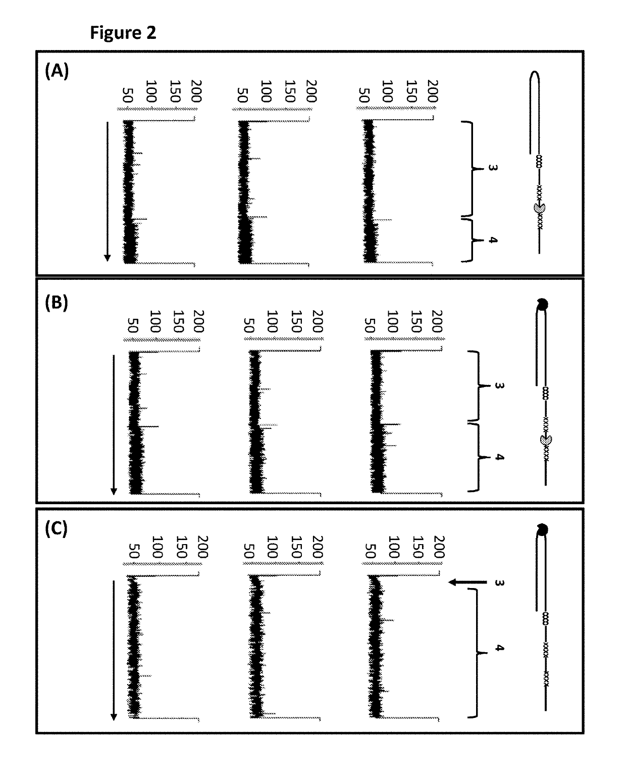 Method for controlling the movement of a polynucleotide through a transmembrane pore