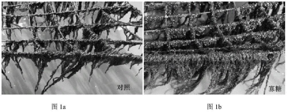 Method for promoting porphyra haitanensis conchospore adhesion and germination