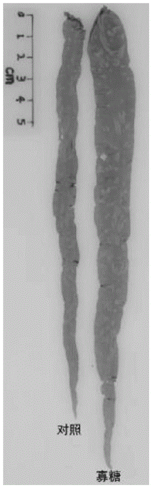 Method for promoting porphyra haitanensis conchospore adhesion and germination