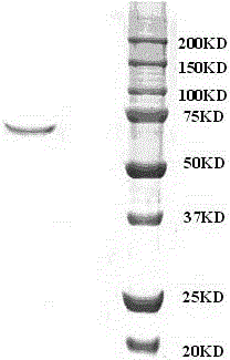 A kind of Cordyceps sinensis enzyme-linked immunoassay kit and preparation method thereof