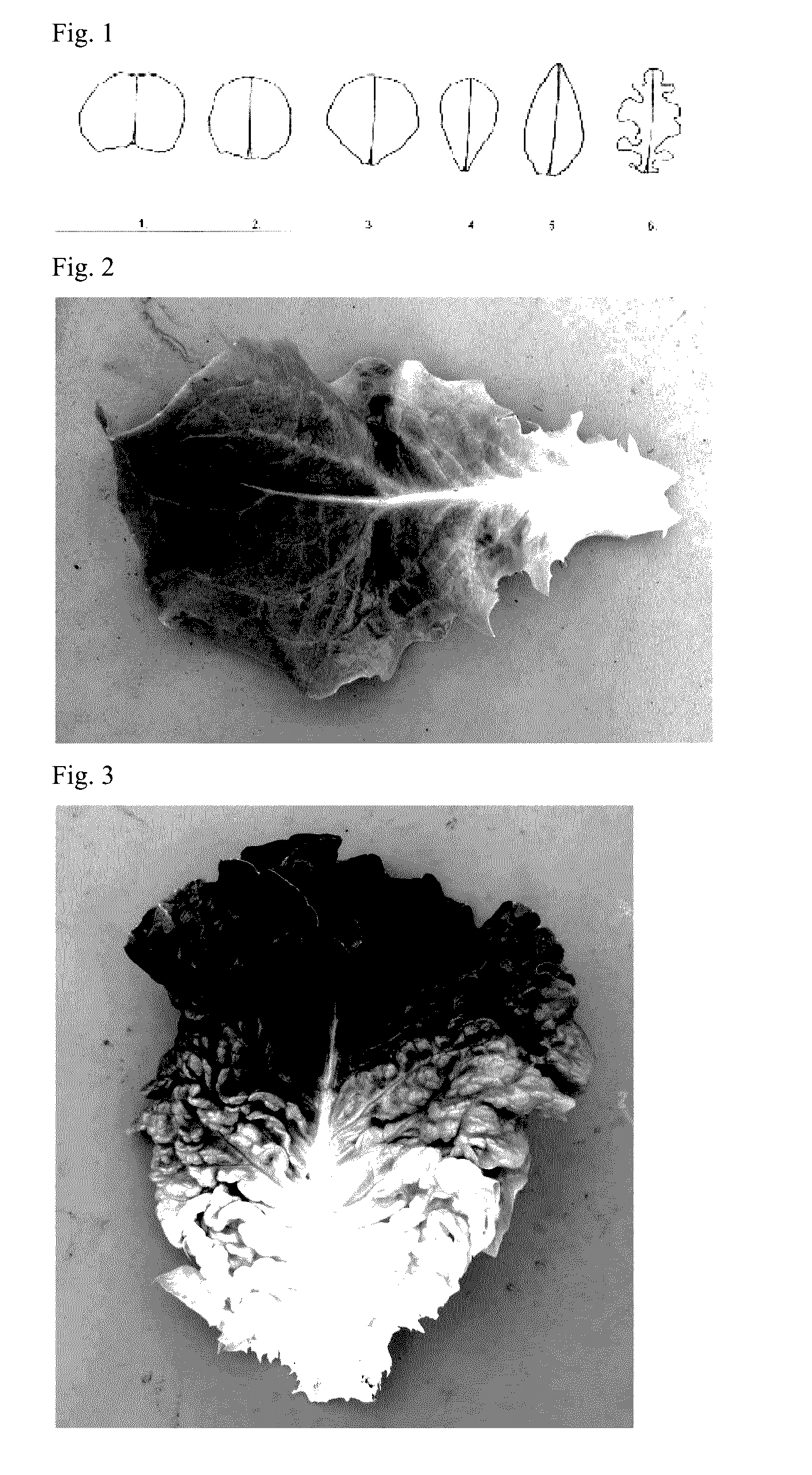 Lettuce variety 81-64 rz