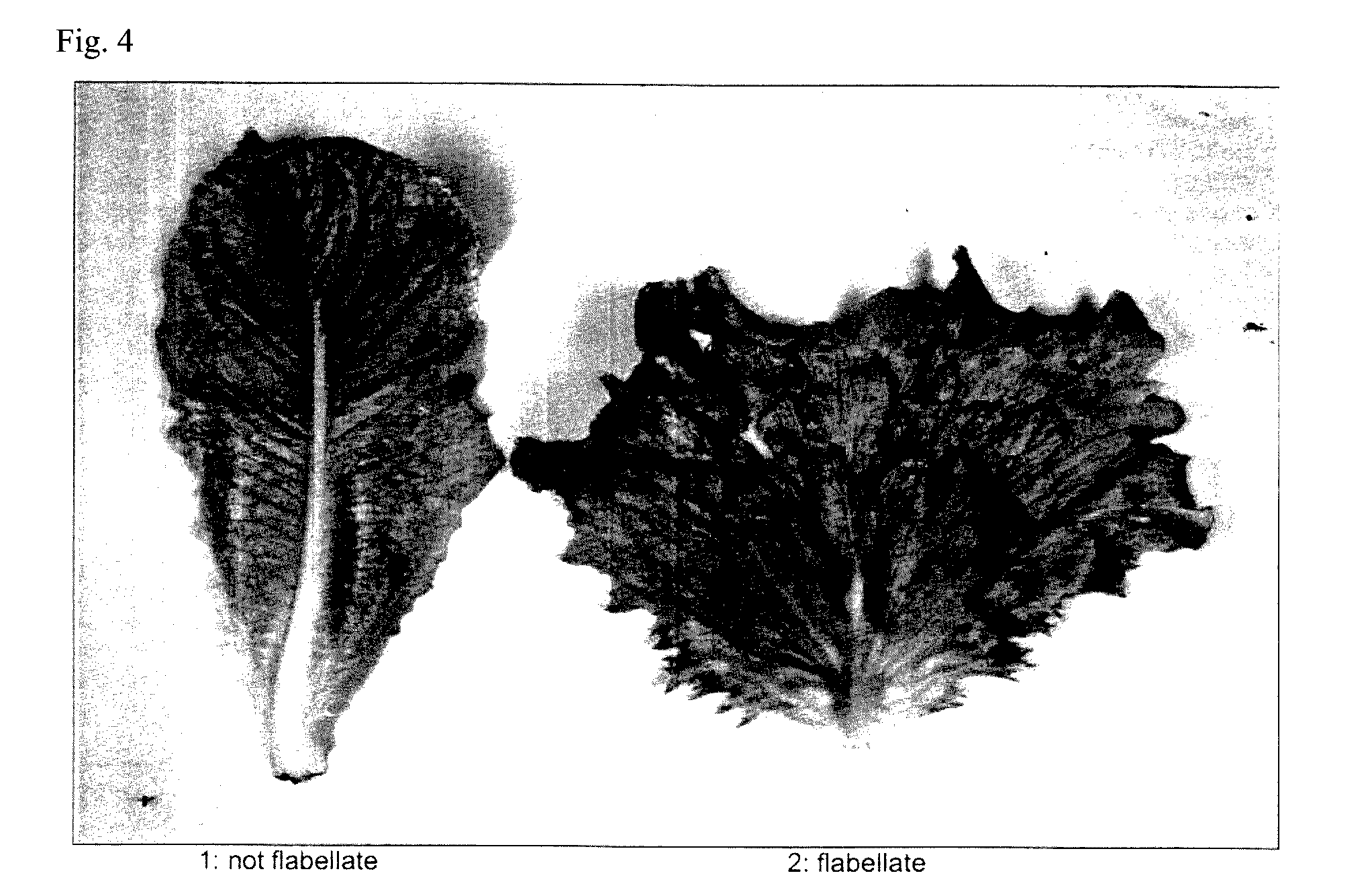 Lettuce variety 81-64 rz