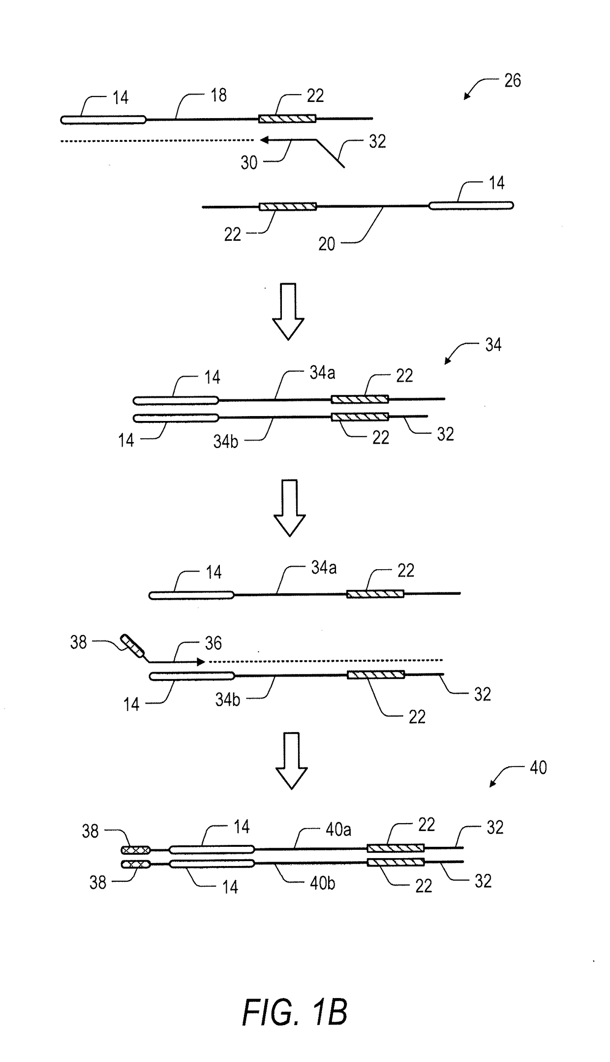 System and method for transposase-mediated amplicon sequencing