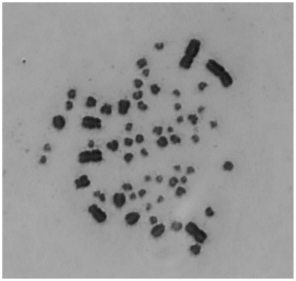Method for preparing pelochelys biloba chromosome specimen by using peripheral blood cells