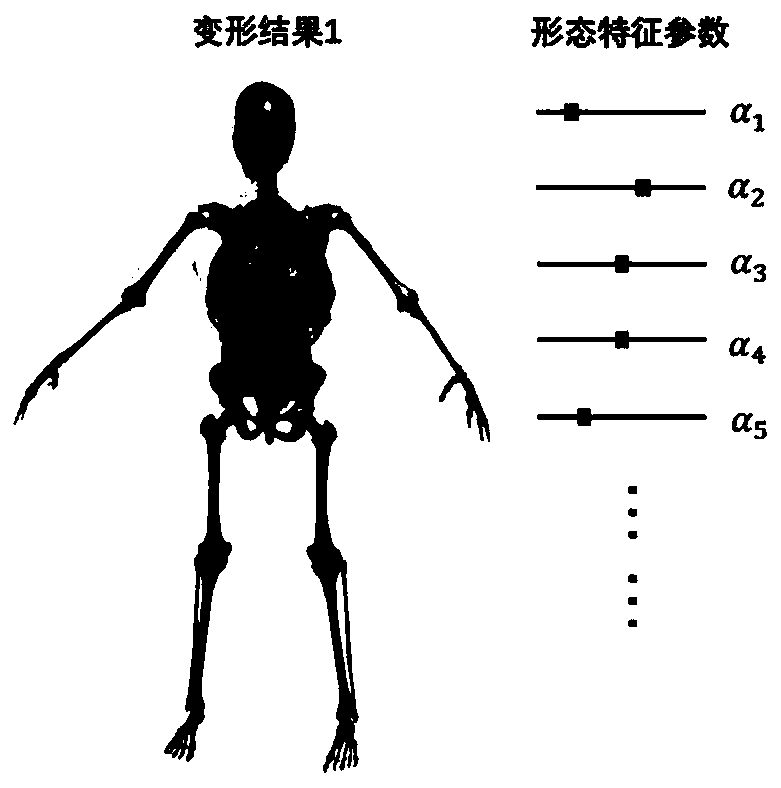 Personalized deformation method of deformable digital human anatomical model