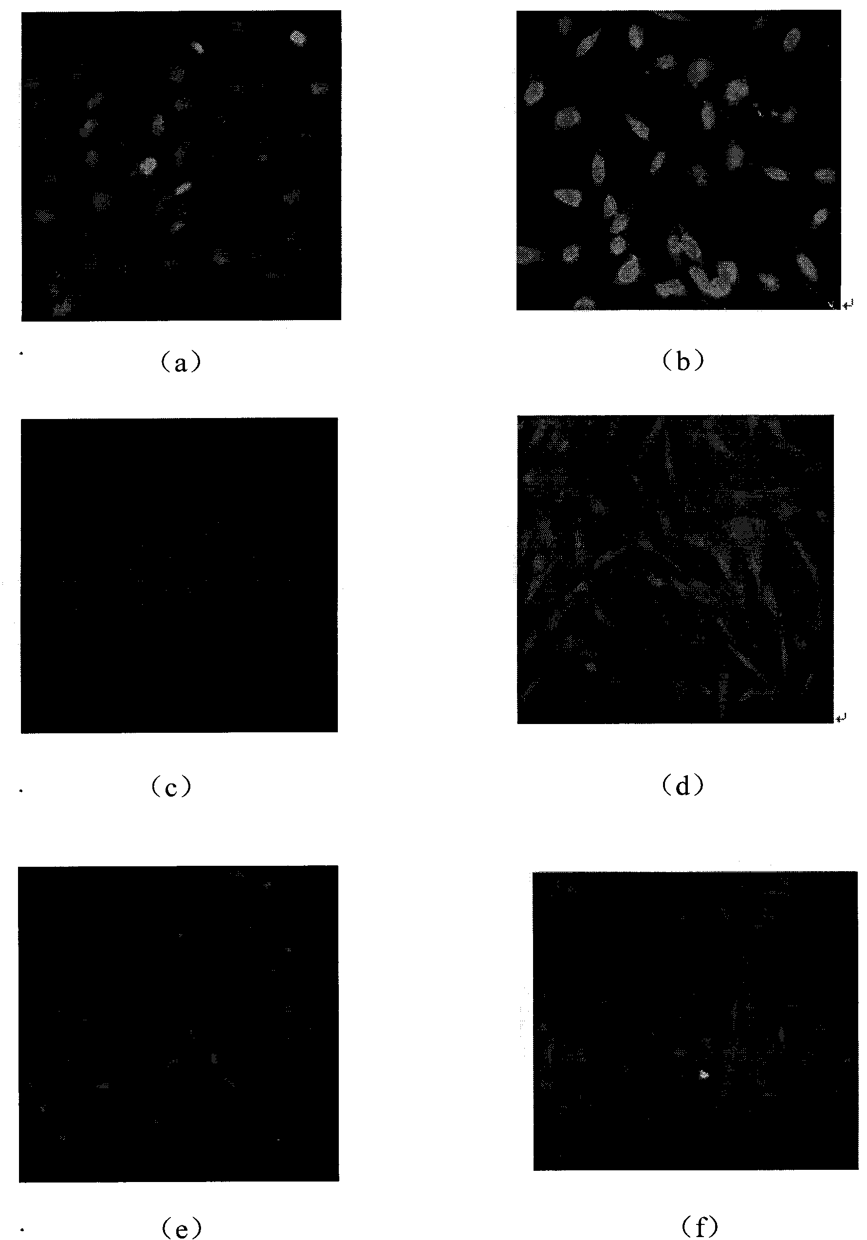 Method for establishing and detecting amniotic fluid stem cell line of pig