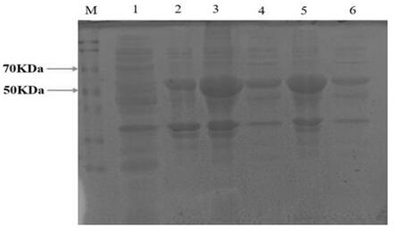 Gastrodia elata glutamine synthetase gene and application thereof