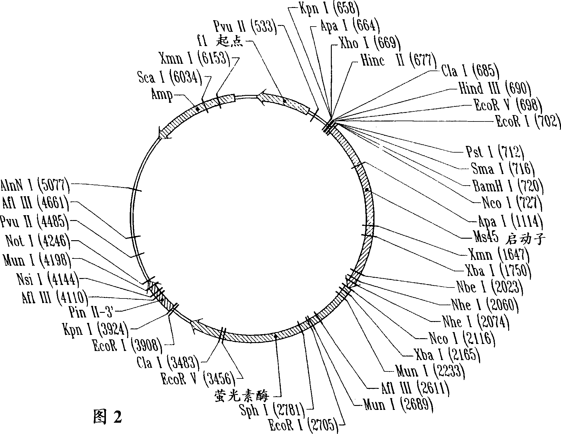 Male tissue-perferred regulatory region and method of using same