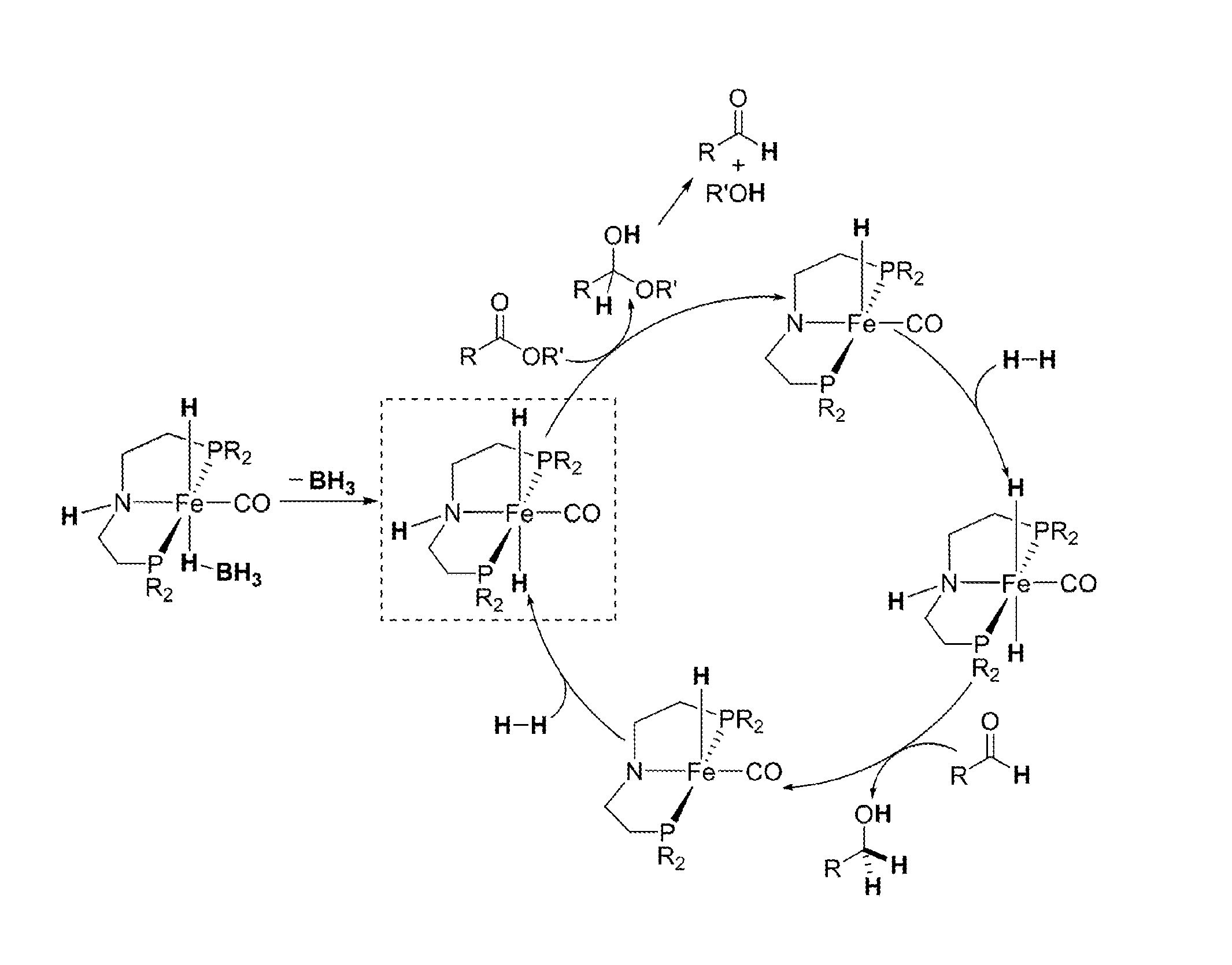 Homogeneous Hydrogenation of Esters Employing a Complex of Iron as Catalyst