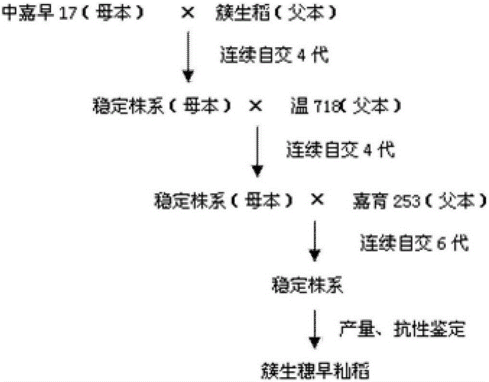 Breeding method of clustered spikelet early indica rice