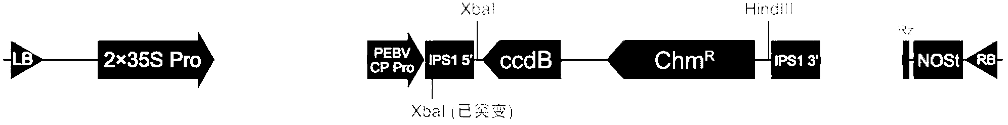 Method for constructing and expressing micro ribonucleic acid (miRNA) target simulation sequence by using plant virus vector