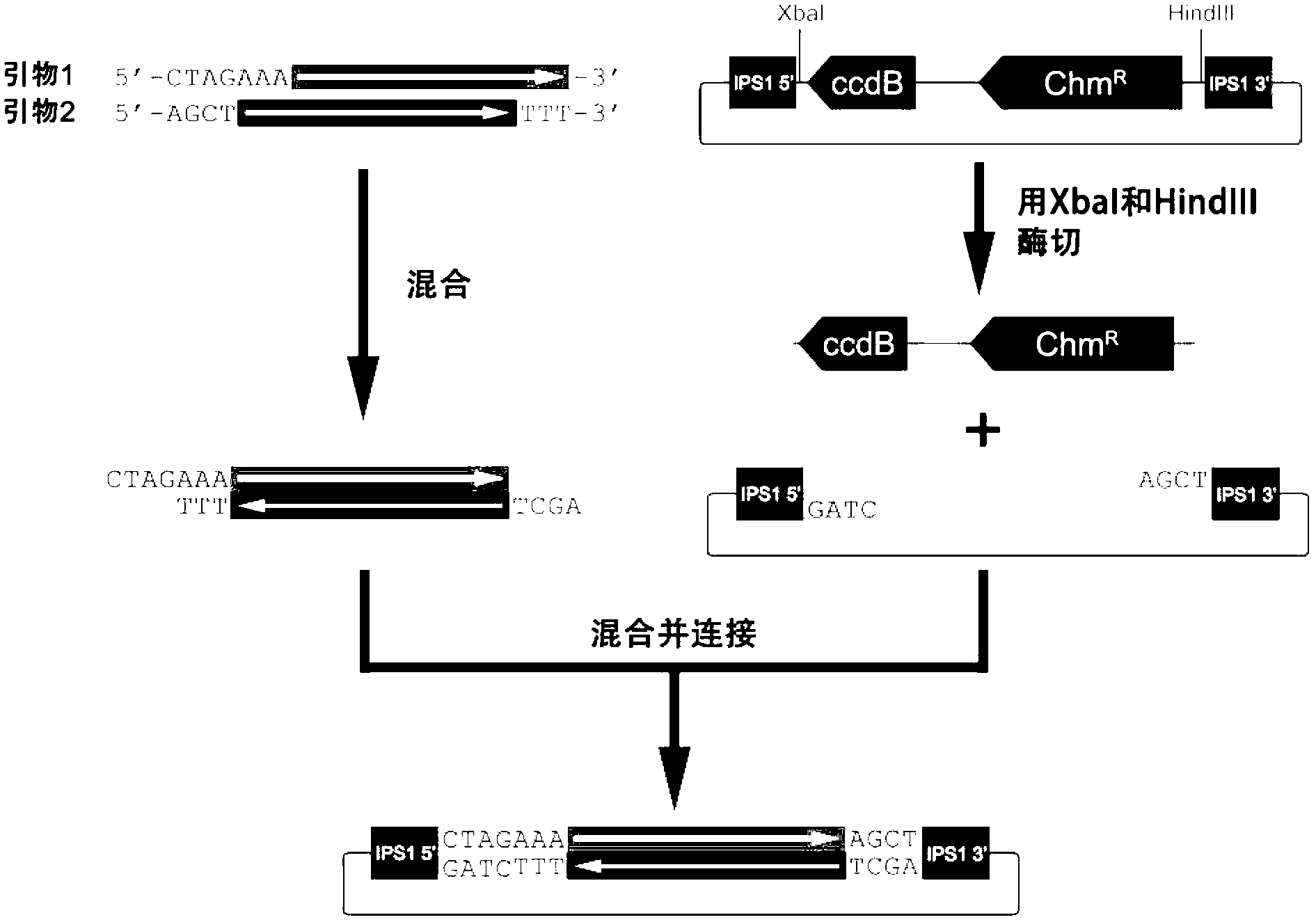 Method for constructing and expressing micro ribonucleic acid (miRNA) target simulation sequence by using plant virus vector