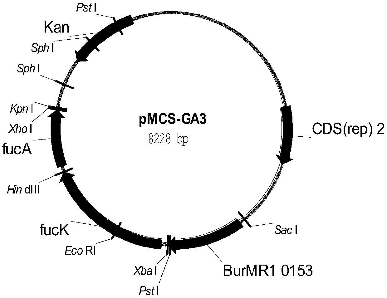 A genetically engineered bacterium producing l-malic acid and its construction method and application