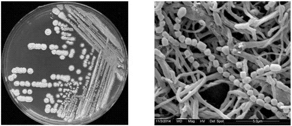 Streptomyces albidoflavus strain as well as application thereof in pesticide