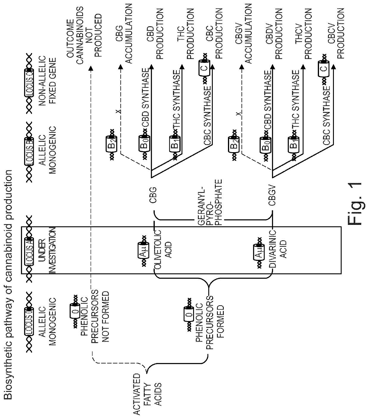 Cannabidiol preparations and its uses