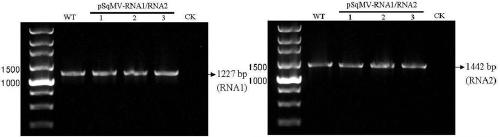 Pumpkin mosaic virus infectivity cloning vector and construction method thereof