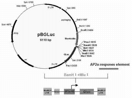 Reporter gene carrier for detecting activity of AP2alpha transcription factor