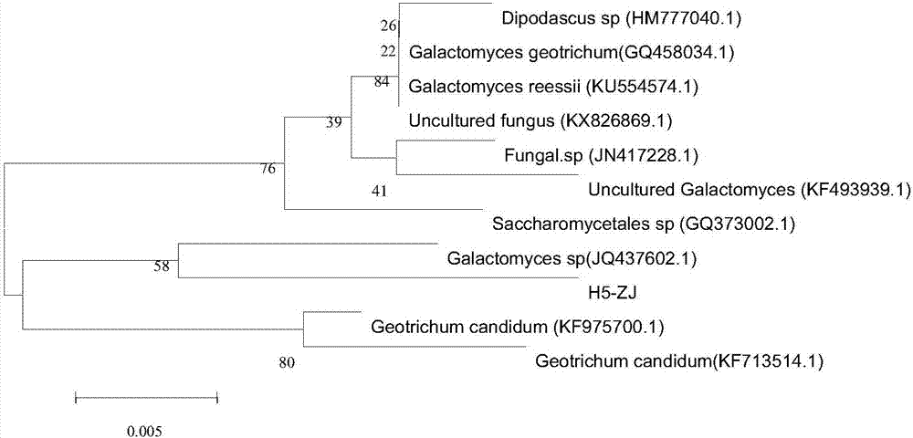 Biological compound degradation agent in anaerobic condition and application thereof