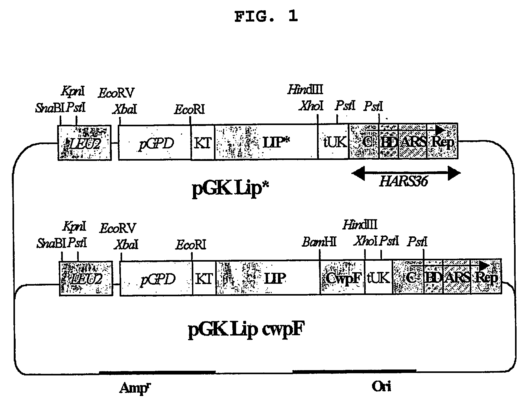 Method for screening of a lipase having improved enzymatic activity using yeast surface display vector and the lipase