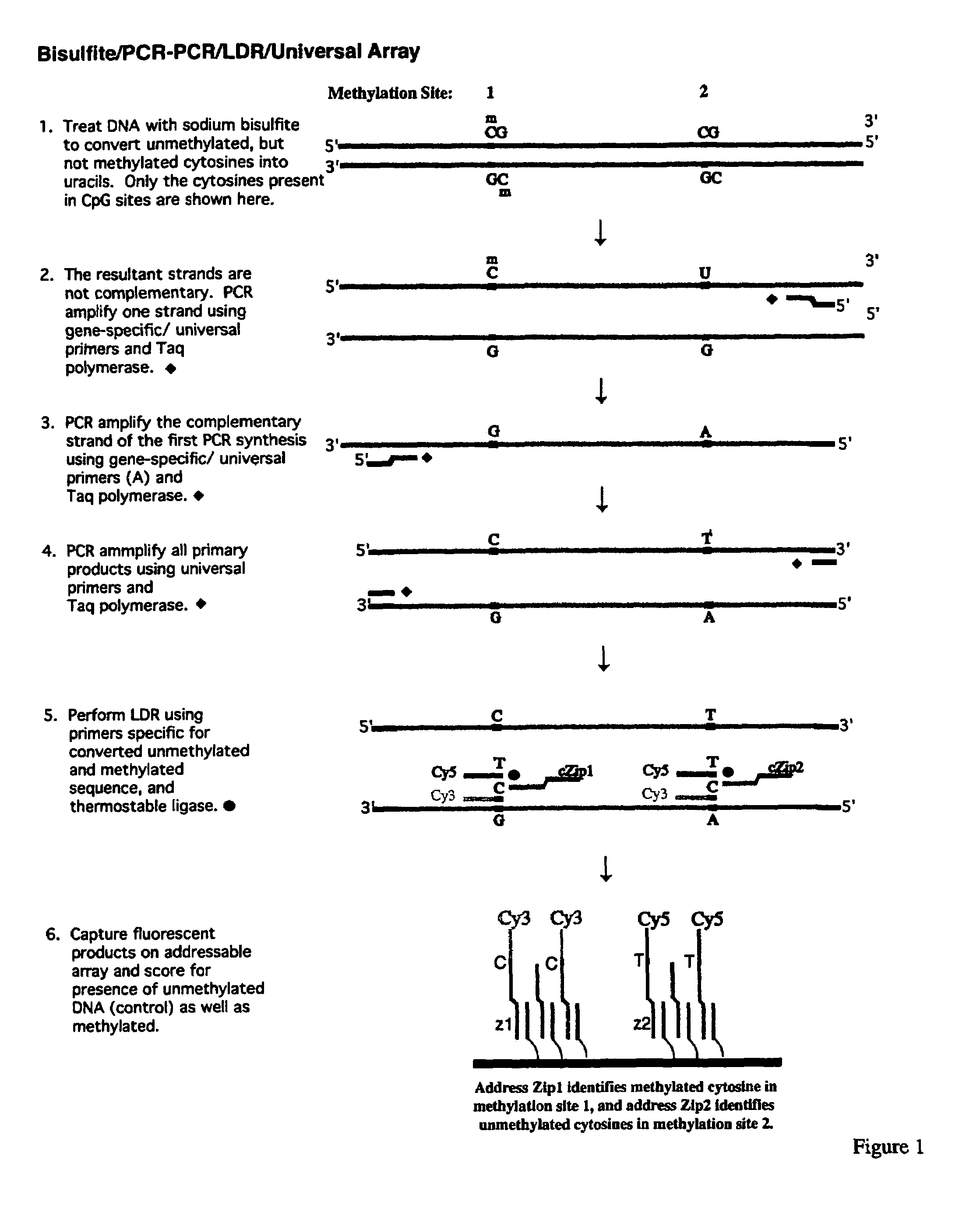 Method for detection of promoter methylation status