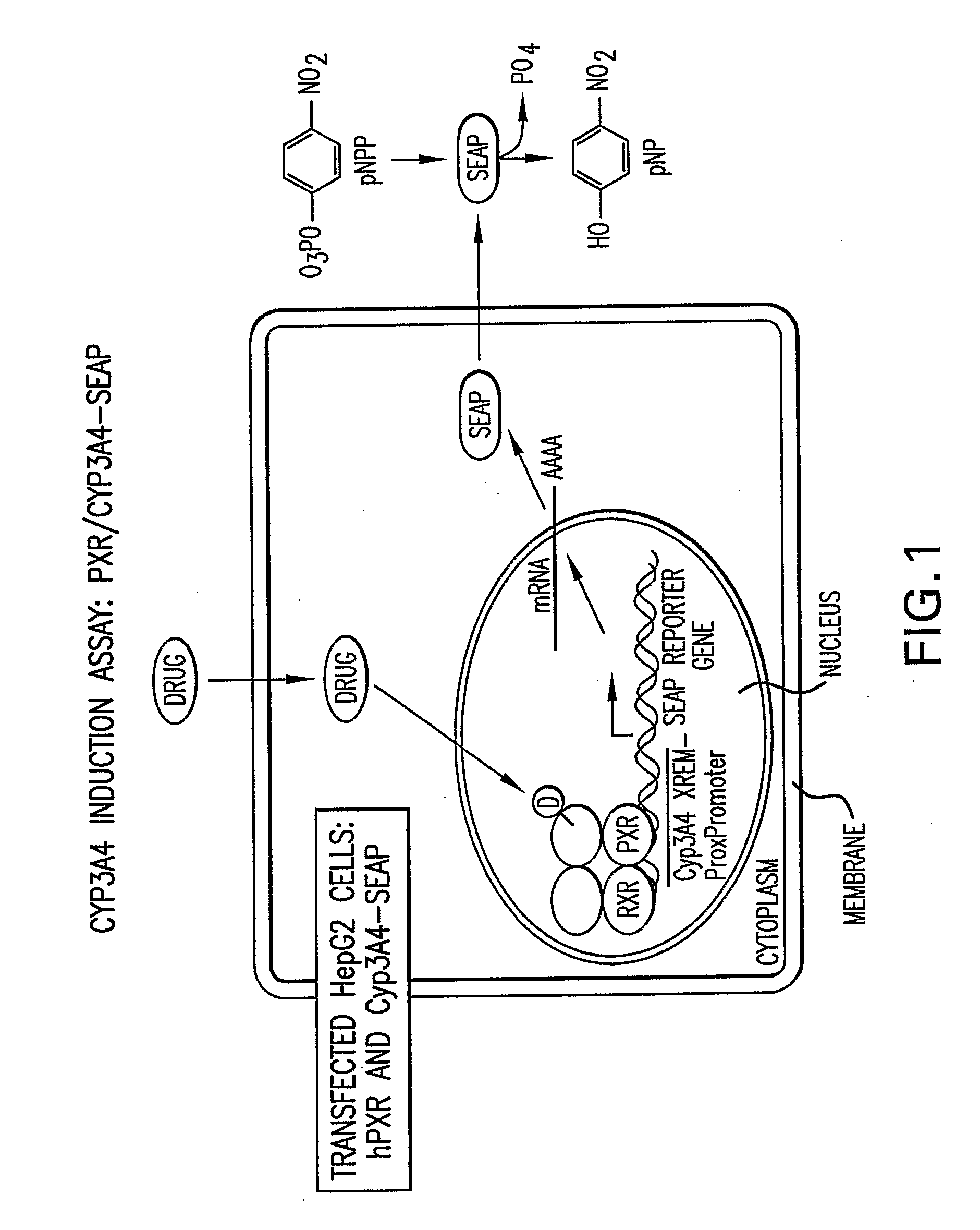 Cytochrome P450 Induction Assay